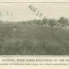 Man walking through field of alfalfa