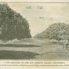 A fig orchard in the San Joaquin Valley California