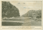 A fig orchard in the San Joaquin Valley California