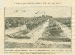 Irrigated vineyard, California