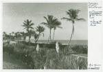 Palms along the roadside of Palm Beach Florida