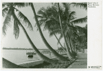 Quiet walk, Palm Beach Florida
