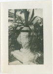 Potted plant in St. Augustine, Florida
