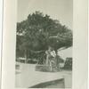 View of a tree in St. Augustine, Florida