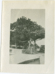 View of a tree in St. Augustine, Florida