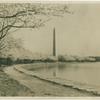 Japanese cherry trees, Washington Monument in background