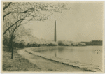 Japanese cherry trees, Washington Monument in background