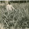 Pineapple plantation near Cellsba