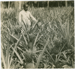 Pineapple plantation near Cellsba