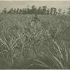 Malvern Natal Fruit Farms - pineapples