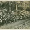 Part of 1000 ft. night blooming cereus hedge