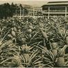 Pineapple field