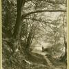 The path through the forest leading from the Delaware River
