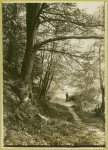 The path through the forest leading from the Delaware River