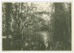 Magnolia Gardens