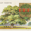 The Oak Tree.