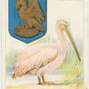 The Pelican.