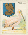 The Pelican.