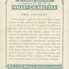 The Pelican.