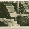 Cotton.