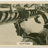 Cotton.