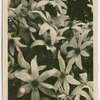 Clematis.