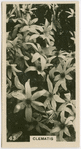 Clematis.