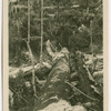 Timber cutting, New Zealand.