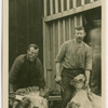 Sheep shearing, New Zealand.