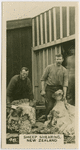 Sheep shearing, New Zealand.
