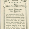 Sheep shearing, New Zealand.