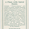 A plant with spiral bands.