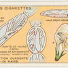 Circulation currents -- in hairs.