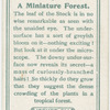 A Miniature forest.