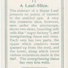 A leaf slice.
