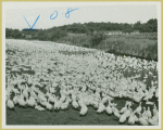 More than one can count. Duck farm at Aquebogue