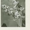 Glory" the world's largest lilac
