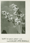 Glory" the world's largest lilac