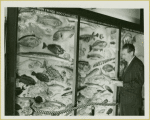 Exhibit of fish at Vanderbilt Museum, Center Port, New York