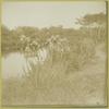 One of the bayous of the Woodhouse Water Garden