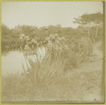 One of the bayous of the Woodhouse Water Garden