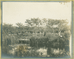 View of footbridge in Woodhouse Water Garden