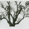 Black walnut