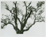 Black walnut