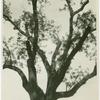 Black walnut