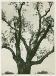 Black walnut