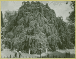 Bayard Cutting Aboretum