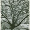 The "Great Oak" Lloyd Neck