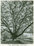 The "Great Oak" Lloyd Neck