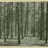 White pine forest